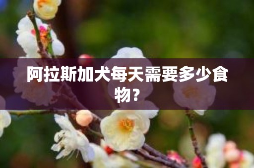 阿拉斯加犬每天需要多少食物？