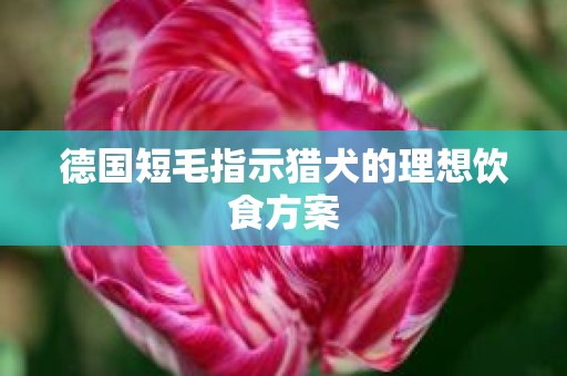 德国短毛指示猎犬的理想饮食方案
