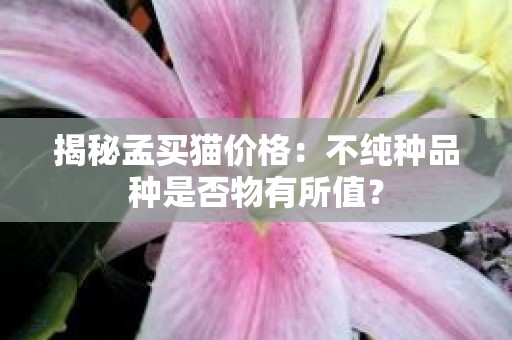 揭秘孟买猫价格：不纯种品种是否物有所值？