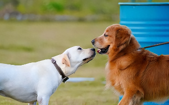拉布拉多和金毛的区别哪个聪明（拉布拉多和金毛哪个狗比较聪明）