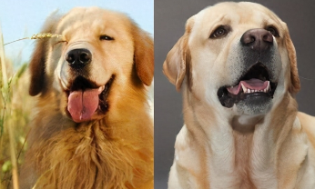 拉布拉多和金毛的区别哪个更护主（拉布拉多和金毛哪一个好）