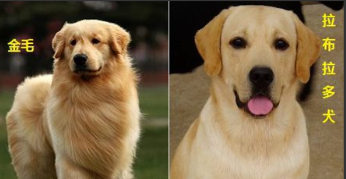 拉布拉多和金毛的区别？有这5点不同（拉布拉多跟金毛有区别吗）