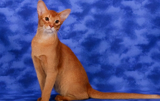 阿比西尼亚猫味道好大（阿比西尼亚猫品相的挑选）