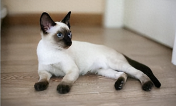泰国暹罗猫价格多少钱一只（正宗暹罗猫图片）