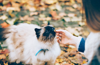 家里养猫有什么好处（不宜养猫的4个属相）
