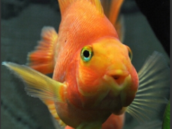 宠物鱼品种大全及图片（宠物鱼品种介绍）