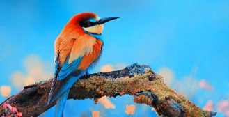 宠物鸟种类大全（各类宠物鸟）