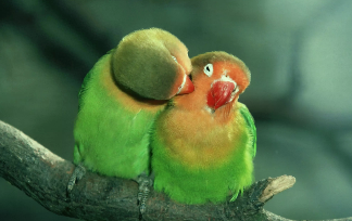 宠物鸟种类以及图片大全（宠物鸟都有哪些种类）