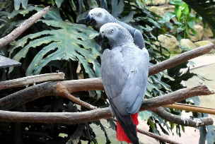 宠物鸟种类和价格排行（宠物鸟大全图片及名称）