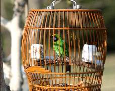 宠物鸟种类少的原因（鸟类数量减少的原因）