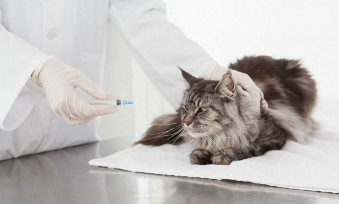 猫抓后多久算是安全了（猫抓十天后猫没死人用打针吗）