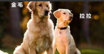 拉布拉多和金毛的区别在哪里（拉布拉多和金毛比哪个好养）
