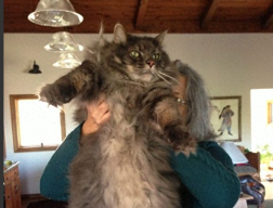 巨型猫咪视频（巨型大猫咪）