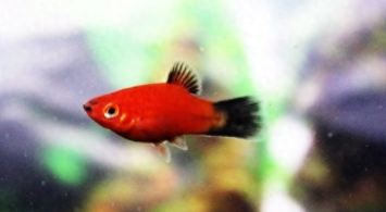 宠物鱼什么最好养活（宠物鱼什么最好养活一点）
