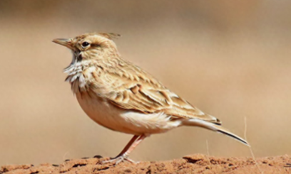 各类宠物鸟（宠物鸟排行榜前十名）