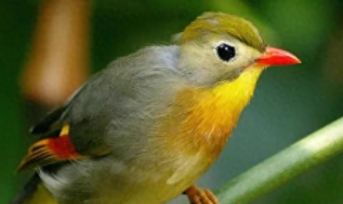 10大宠物鸟（各类宠物鸟）