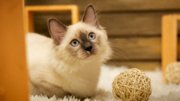 2个月幼猫轻微抓破皮（2个月幼猫轻微抓破皮怎么处理）