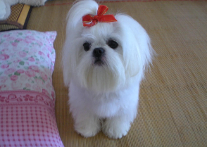 名狗有哪些品种（名狗有哪些品种柯基犬）