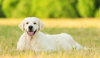 拉布拉多寻回犬怎么样（拉布拉多寻回犬简介）