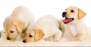 拉布拉多寻回犬和拉布拉多的区别（拉布拉多寻回犬多少钱一只）