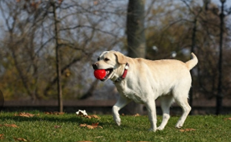 拉布拉多寻回犬是什么意思（拉布拉多寻回犬的样子）