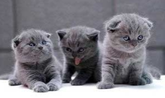 可爱小猫有哪些（可爱小猫有哪些品种）