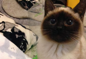 暹罗猫认主人的表现（暹罗猫认人吗）