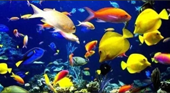 观赏鱼的种类有哪些（观赏鱼的种类介绍）