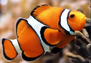 常见观赏鱼的种类（观赏鱼类型有哪些）