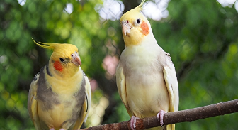  宠物鸟有哪些品种（宠物鸟品种介绍）