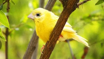 宠物鸟有哪些?（宠物鸟有哪些疾病需要特别注意）