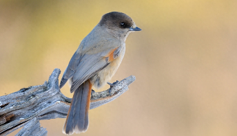 宠物鸟有哪些品种图片（宠物鸟有哪些）