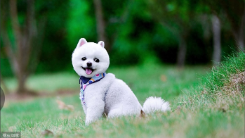 看图识狗品种（认识狗品种）