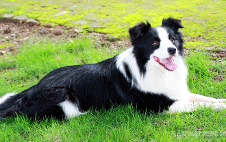 世界名狗大全图片（世界名犬图片大全 聪明）