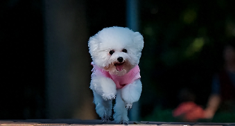 狗狗品种大全及名称介绍（狗品种大全100种）