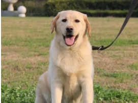 拉布拉多寻回犬akb48（拉布拉多寻回犬好不好）