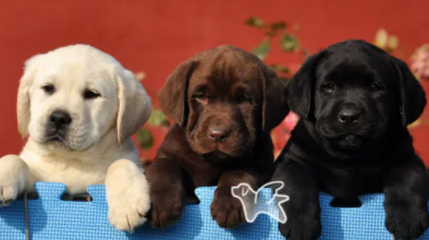 拉布拉多寻回犬多少钱（拉布拉多寻回犬优缺点）