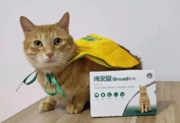 一只身价13亿的猫（一只身价13亿的猫图片高清）