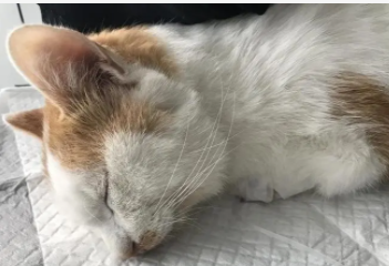 猫咪拉稀还有放屁声但是精神很好（猫拉稀什么颜色是猫瘟）