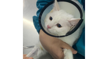 为什么土猫不驱虫也没事（土猫为什么不用打疫苗）