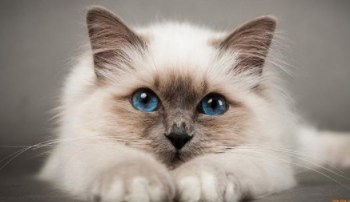 小猫的八个特点（小猫的特点和外貌描写）