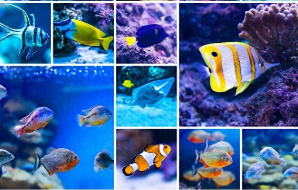 观赏鱼的种类名字大全（观赏鱼的种类名字介绍）