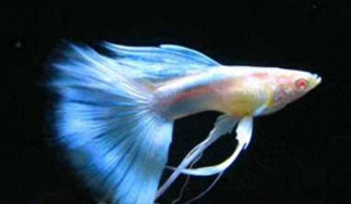 观赏鱼的种类图片和名字（观赏鱼什么鱼最好养）