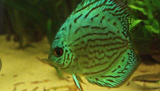 观赏鱼的种类有多少（观赏鱼的种类有多少个）