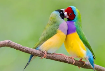 宠物鸟有哪些品种名字（宠物鸟有哪些品种名字）