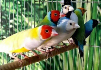 宠物鸟有哪些不怕热不怕冷（宠物鸟有哪些不怕热不怕冷的动物）