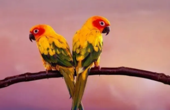 宠物鸟有哪些常见品种（宠物鸟的种类带名称）