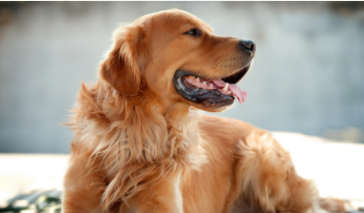 长得好看又霸气的狗（长得好看又霸气的狗图片）