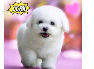 十大最漂亮的狗图片（十大最漂亮的狗图片）