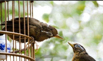 十大便宜好养的宠物鸟（十大最好养又最便宜认人的鸟）